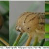 aret arethusa larva5 volg4